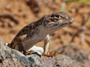 The leopard lizard is an endangered species because of habitat destruction. This fellow generously posed for me.